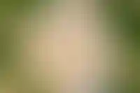 Концептуальный двор